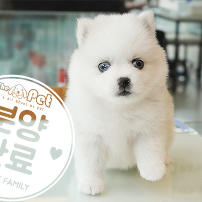 폼스키 공주님 4.20