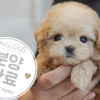 말티푸 공주님 4.12