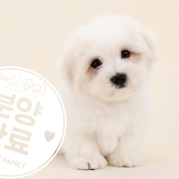 [프리미엄분양] 꼬똥 드 툴레아 