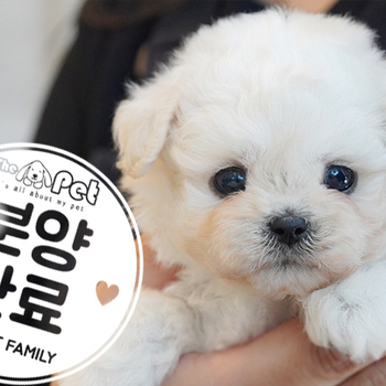 말티푸 공주님 0316