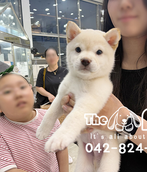 시바이누 분양후기(26.05.19)