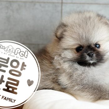 세이블포메 공주님 2.10