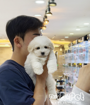 꼬똥드툴레아 분양후기(26.05.31)