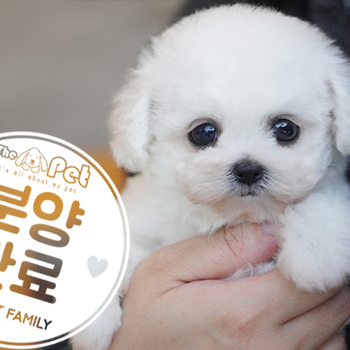 미니비숑 공주님 12.15