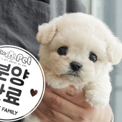 미니비숑 공주님 5.11