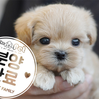 말티푸 공주님 7.30