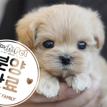 말티푸 공주님 7.30