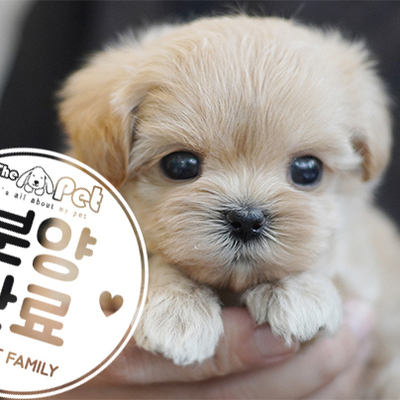 말티푸 공주님 7.30