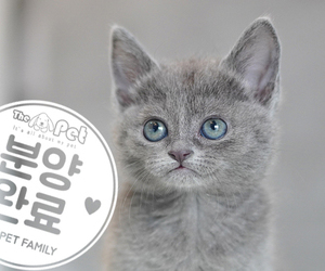 러시안블루 공주님 11.16