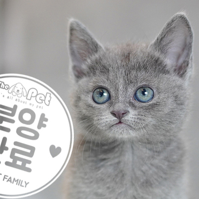 러시안블루 공주님 11.16