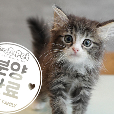 노르웨이숲 왕자님 6.28