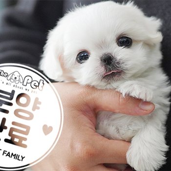 말티즈 공주님 10.15