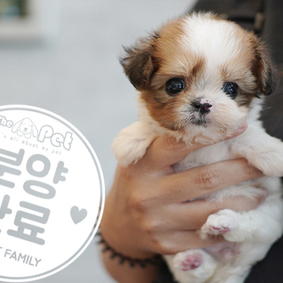말티푸 공주님 6.15