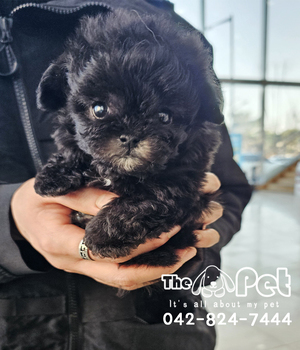 실버말티푸 분양후기(26.03.07)