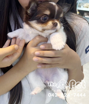 장모치와와 분양후기(26.04.22)