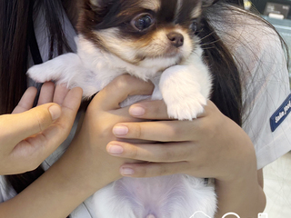 장모치와와 분양후기(26.04.22)