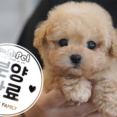 말티푸 왕자님 6.15