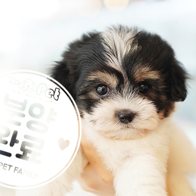 꼬숑 공주님 12.22