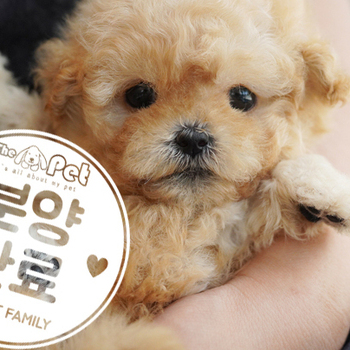 말티푸 리나 공주님 4.13