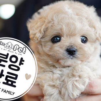 말티푸 공주님 1.12