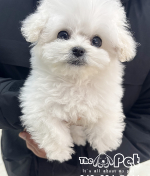 비숑 분양후기(26.01.10)
