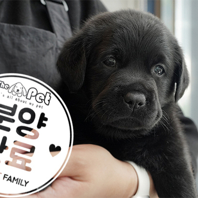 래브라도 리트리버 공주님 5.26
