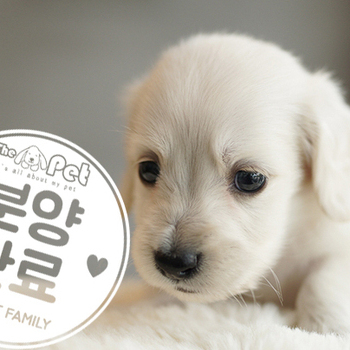 퓨어 닥스훈트 왕자님 6.5