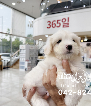 꼬숑 분양후기(26.08.22)