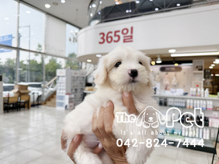 꼬숑 분양후기(26.08.22)