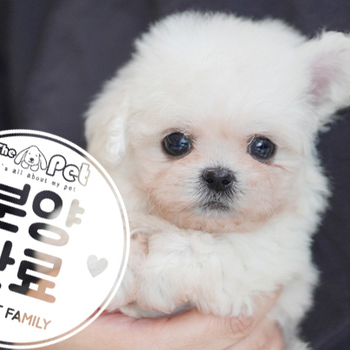 비숑프리제 공주님 12.06