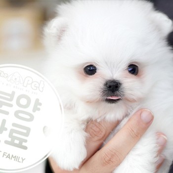 말티폼 공주님 1.5