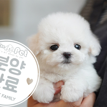 미니비숑  공주님 2.12