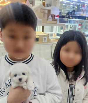 비숑 분양후기(26.03.17)
