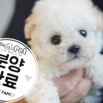 말티푸 왕자님 12.03