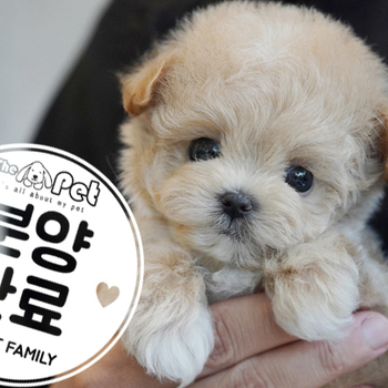 말티푸 공주님 4.15