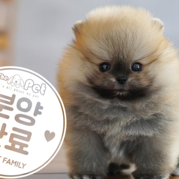 포메라니안 공주님 10.20
