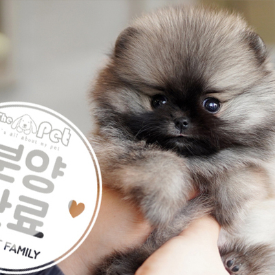 포메라니안 왕자님 1.21