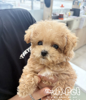 말티푸 분양후기(26.03.15)