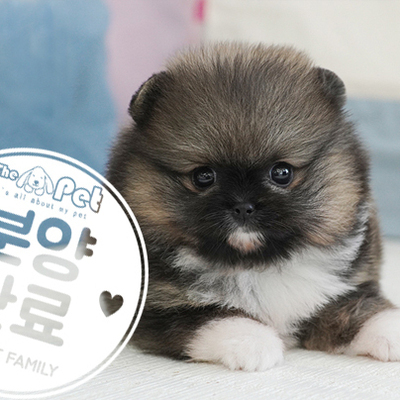 포메라니안 공주님 6.22