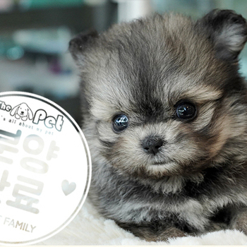 포숑 공주님 5.15