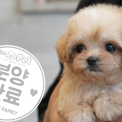 말티푸 공주님 6.30