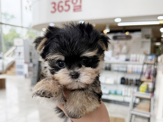 몰키 분양후기(26.08.21)