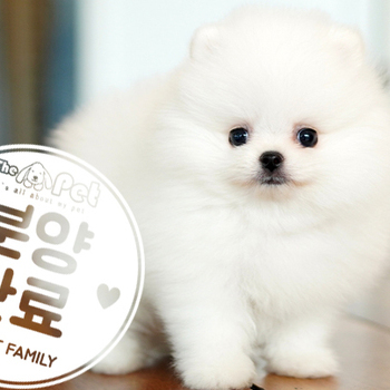 포메라니안 왕자님 2.13