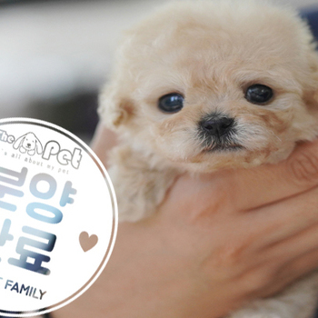 말티푸 공주님 11.08