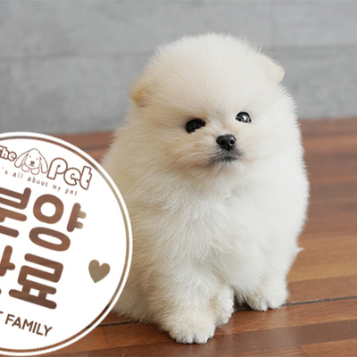 포메라니안 왕자님 5.26