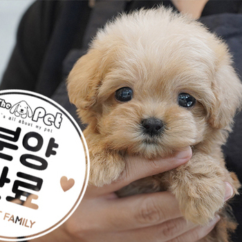 말티푸 공주님 5.28