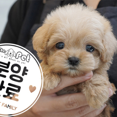 말티푸 공주님 5.28