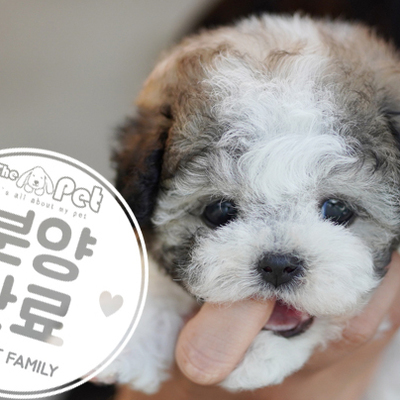 파티푸들 왕자님 1.19
