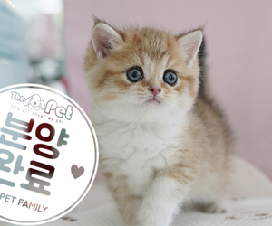 브리티쉬 숏헤어 왕자님 4.15