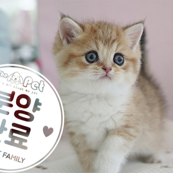 브리티쉬 숏헤어 왕자님 4.15